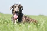 DEERHOUND 023